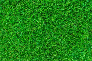 green lawn,backyard for background