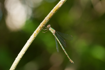 Dragonfly on stem