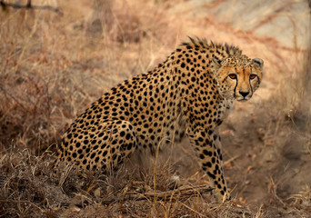 Male Cheetah
