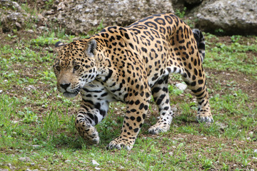 Jaguar auf Nahrungssuche, Panthera onca