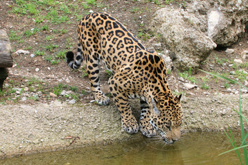 Jaguar trinkt Wasser, Panthera onca