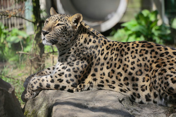 Leopard liegt auf Stein, Panthera pardus