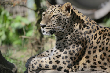 Leopard Portrait, seitlich, Panthera pardus