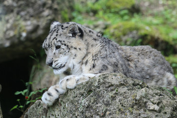 Schneeleopard liegt auf Stein, Panthera uncia
