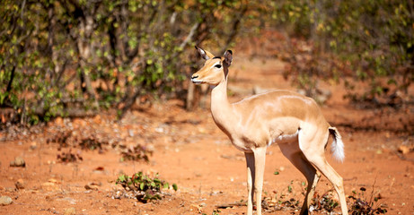  wild impala in the winter bush