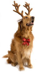 new year christmas dog breed golden retriever deer antlers red bow white background isolate shaggy redhead