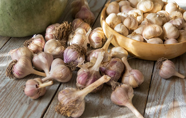garlic harvest