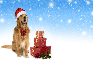 new year christmas dog breed golden retriever snow gifts boxes red bow blue background shaggy...