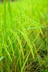 Fototapeta na wymiar the Green rice in the field rice background