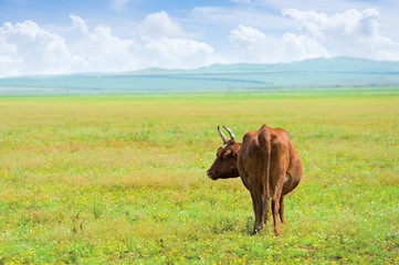 solitary cow