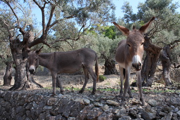 Ein wildlebendes Eselpaar