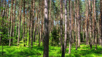 Kiefernwald im Sommer