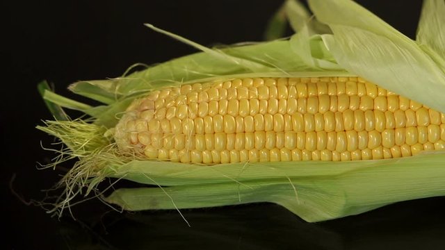 Close-up of pods of ripe sweet corn on a black background.
