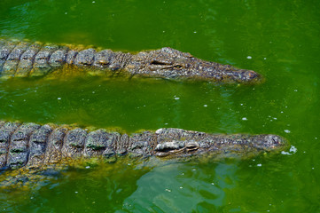 Zwei Krokodile in grünem Wasser