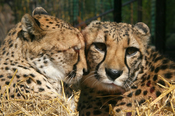 Geparden Paar nebeneinander schmusen, Portrait, Acinonyx jubatus