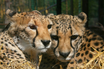Geparden Paar nebeneinander, Portrait, Acinonyx jubatus