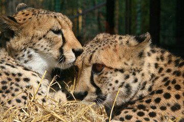 Geparden Paar zärtlich nebeneinander, Portrait, Acinonyx jubatus