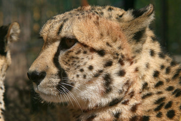 Gepard Gesicht, Nahaufnahme, Acinonyx jubatus