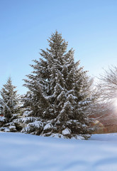 Sapin sous la neige