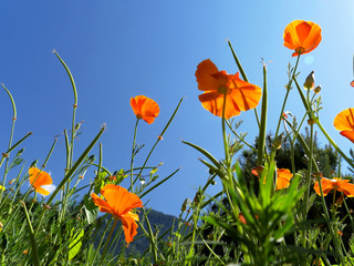 Coquelicots dans un champ d'été
