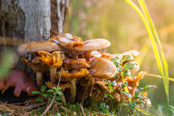 Pilze im Wald am Baum auf der Wiese