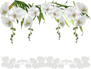 isolated white large orchid flower stripe