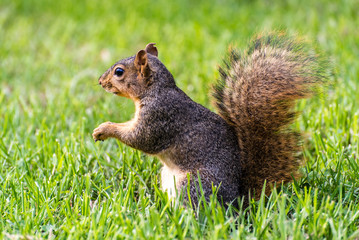 Braunes Eichhörnchen auf Wiese