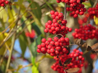 a branch of Rowan and blue sky