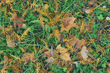 Autumn fallen yellow twigs of the larch, maple leaves and berries of wild rose on green grass