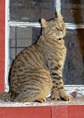 Highland Lynx Cat Sitting at Window