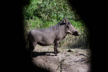 Warzenschwein (Phacochoerus africanus)