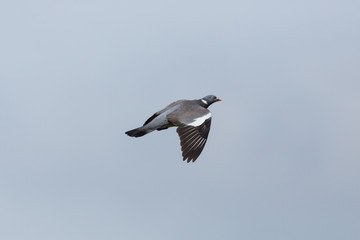 wood pigeon dove (columba palumbus) in flight
