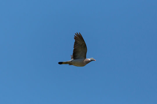 one flying wood pigeon dove (columba palumbus) blue sky