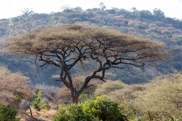 Der Manyara Nationalpark - Tansania