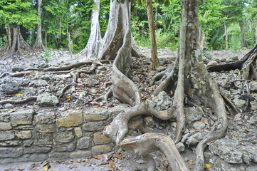 Tree in the Forest near Chacchoben Mayan Ruins in Mexico