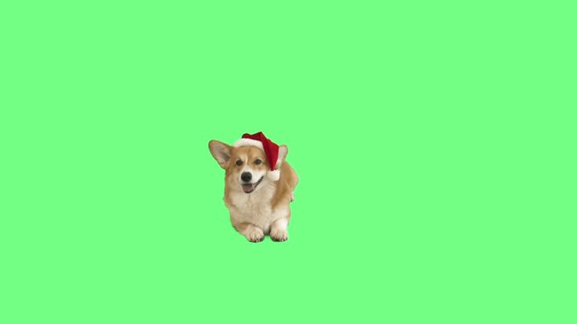 dog in santa claus hat lying on green screen