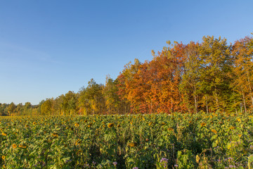 Fototapeta premium sunflowers in fall