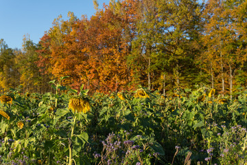 sunflowers in fall