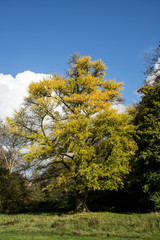 Ginkgo biloba in autumn colors