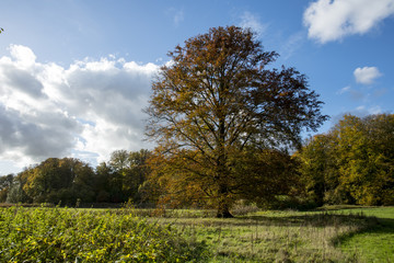 Naklejka premium Fagus sylvatica 'Atropunicea' or purple european beech