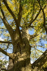 Trunk of Ginkgo biloba