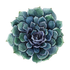 Succulent isolated on a white background. Watercolor hand drawn illustration.