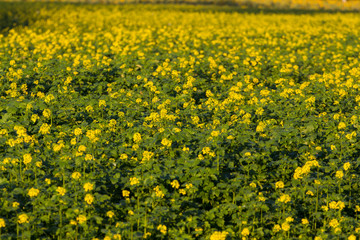 canola field