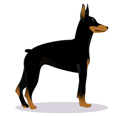 Doberman Pinscher dog