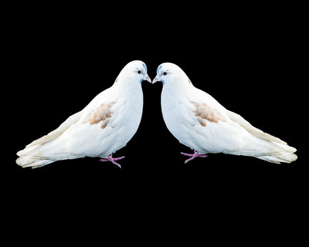 Two birds white dove isolated on a black background