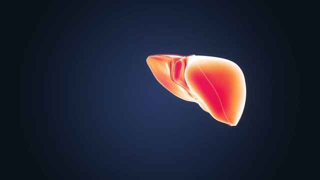 Liver 