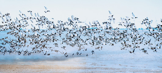Freiheit, Traum vom Fliegen, Möwenflug, Möwenschwarm über der Nordsee :) © doris oberfrank-list