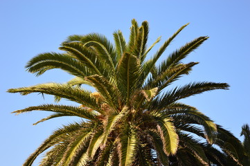 Fototapeta na wymiar Palm tree in a garden