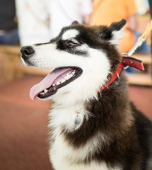 a portrait of a Husky dog