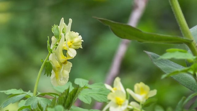 Common toadflax